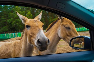 Hayvanat bahçesinde yaşayan atlar. İnsanların arabalara yaklaşmasından ve atları beslemesinden ve okşamasından korkmuyor. Atın oval toynakları, uzun kuyruğu, kısa saçları, uzun ince bacakları var.