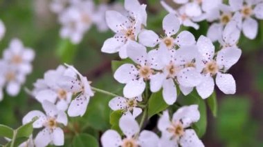 Çiçek açan elma ağacı Yağmurdan sonra, bahar hafif esintisi