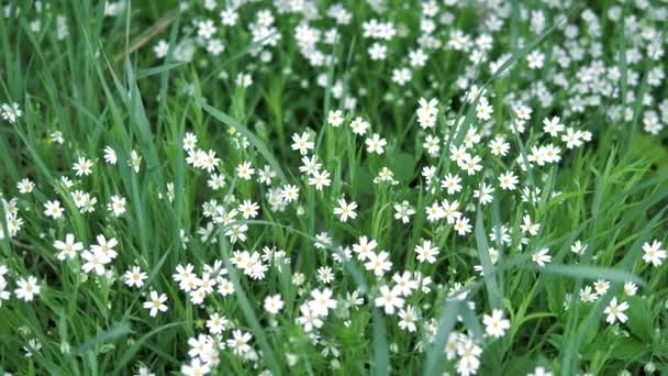 Kleine Weiße Blüten Wiese Langsame Kamerafahrt Klarer Tag — Stockvideo