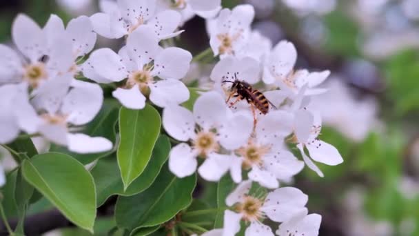 Una Enorme Avispa Recoge Néctar Las Flores Manzana Viento Tranquilo — Vídeos de Stock