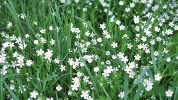 Flores Brancas Primavera Câmera Lenta Movimento — Vídeo de Stock