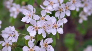 Elma çiçekleri yağmurdan sonra hafif bir esintiyle sallanır.