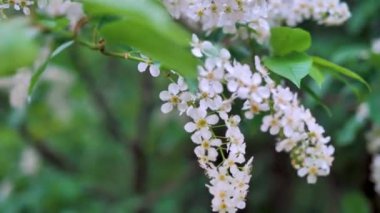 Kuş kirazı baharda beyaz çiçeklerle açar, rüzgarda usulca sallanır.