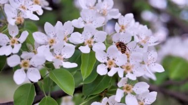 Eşek arısı elma çiçeklerinden nektar toplar, Bush rüzgarda sallanır.