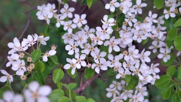 Äppelträdet Blommar Våren Vackert Och Ömt Kameran Rör Sig Långsamt — Stockvideo