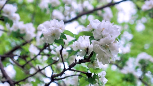 Spring Bloomed Apple Trees Bees Flew Collect Nectar — Stock Video