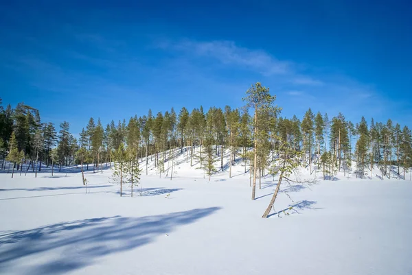 Groene bomen in Finland — Stockfoto