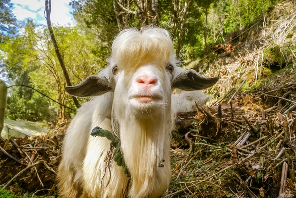 White billy goat