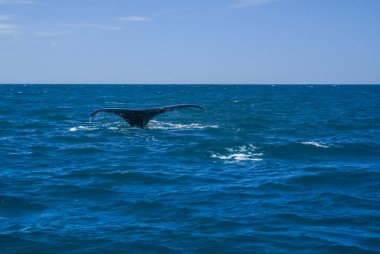 Deniz balina kuyruğu