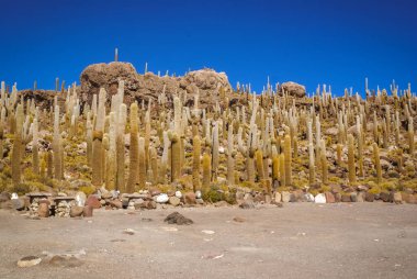 Bolivya'daki kaktüsler