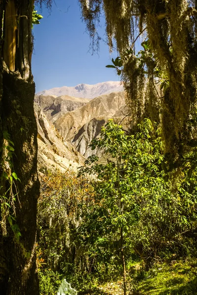 Verde in Perù — Foto Stock