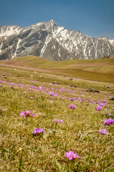 Paarse bloemen in Nepal — Stockfoto