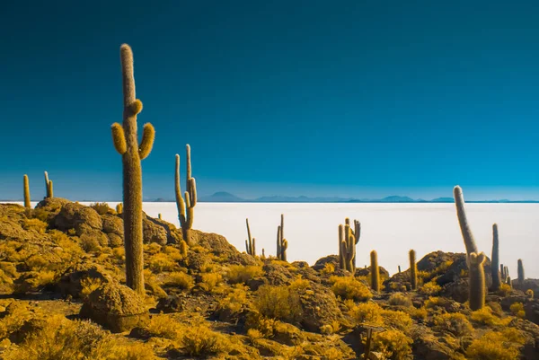Große Kakteen in Bolivien — Stockfoto
