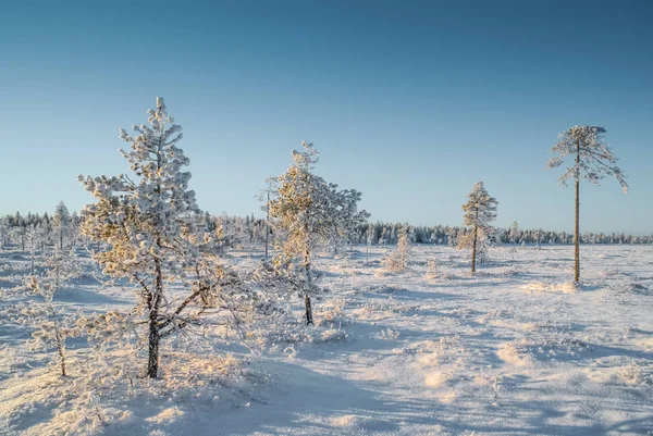 Land in de winter — Stockfoto