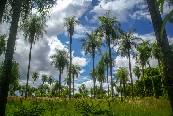 Palm trees in Paraguay