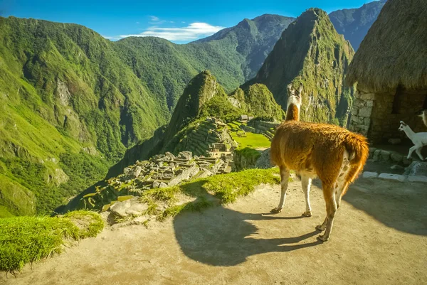 Llama nas montanhas — Fotografia de Stock