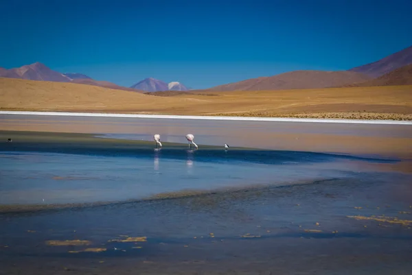 Dois flamingo na Bolívia — Fotografia de Stock
