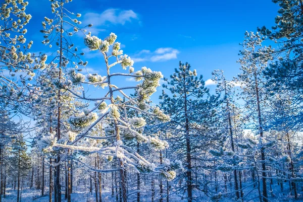 Foresta ricoperta di neve — Foto Stock