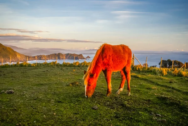 Alimentación de caballos en Chile — Foto de Stock