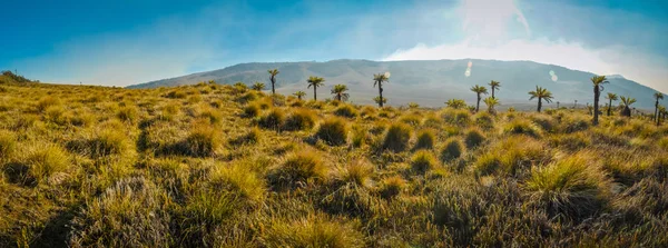 Palmeras y racimos de hierba — Foto de Stock