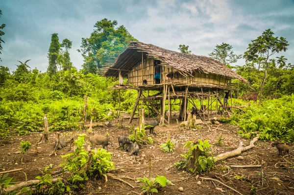 Wooden house with pigs