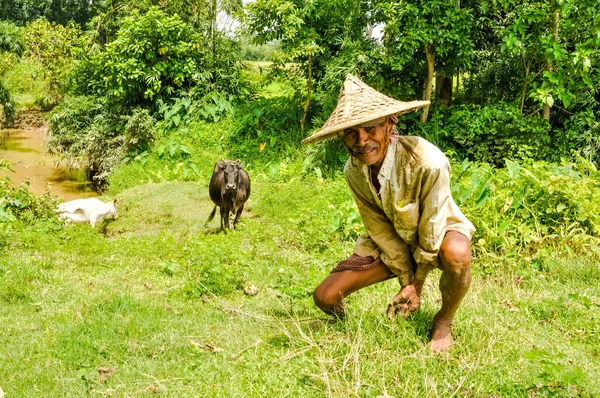 Hombre con vacas en Bangladesh —  Fotos de Stock