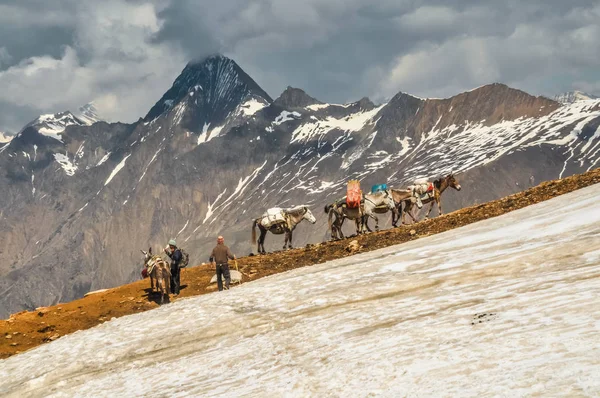 Åsnor i bergen i Nepal — Stockfoto