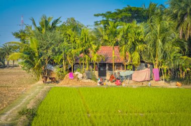 Batı Bengal yeşillik