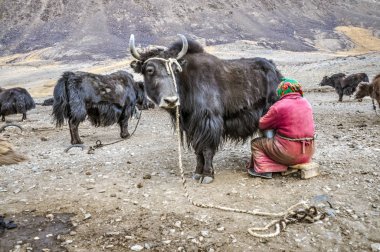 Karakul Tacikistan yak