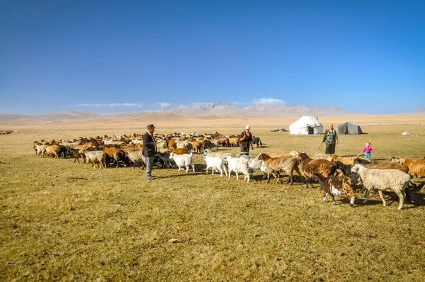 Sheep and goats in Kyrgyzstan — Stock Photo, Image