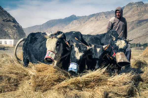 Quattro mucche in Tagikistan — Foto Stock