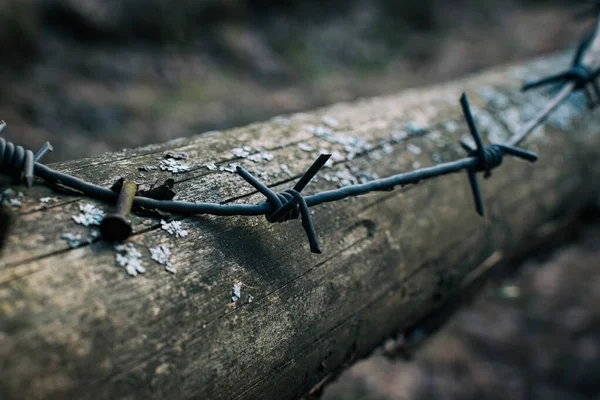 Barbed Wire Nailed Tree — Stock Photo, Image