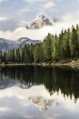 Bir dağ gölü yakınındaki bir ormandaki büyüyen yeşil ağaçlar.