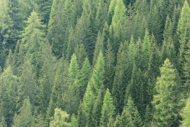 Sihirli orman tarafından güneş ışığı yaktı. İğne yapraklı orman bölge.