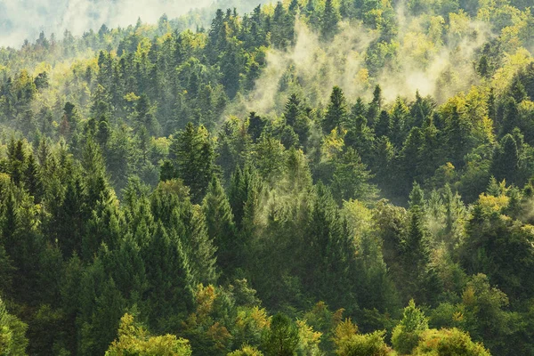 Healthy deciduous and coniferous trees in the early autumn morni