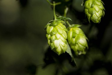 Koniler bira üretimi için organik hammaddelerini hop.