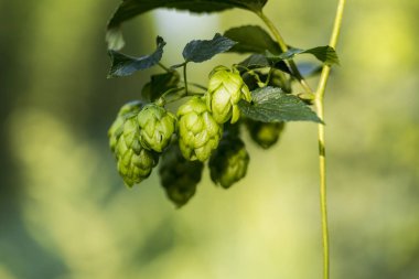 Koniler hasat hazır hop. Bira pro için organik ham maddeler