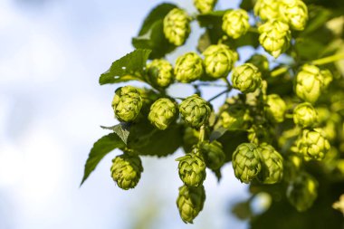 Koniler hasat hazır hop. Bira pro için organik ham maddeler