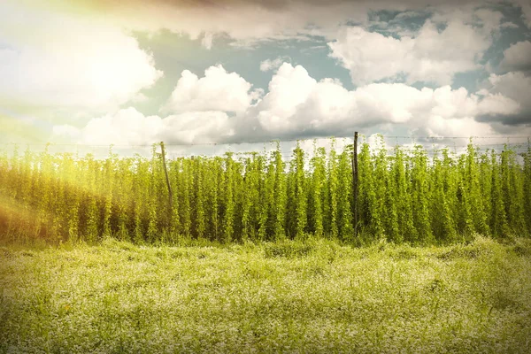 Organic plantation of hops in the sunset — Stock Photo, Image