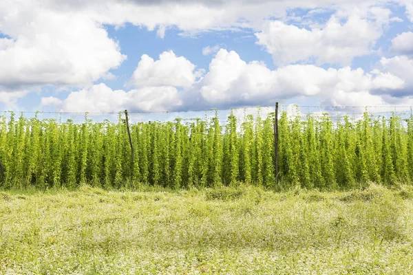 Plantación ecológica de lúpulo — Foto de Stock