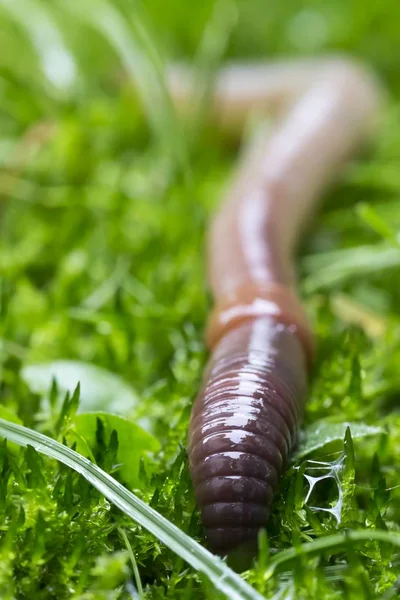 Ver de terre dans la végétation verte faisant riche humus — Photo