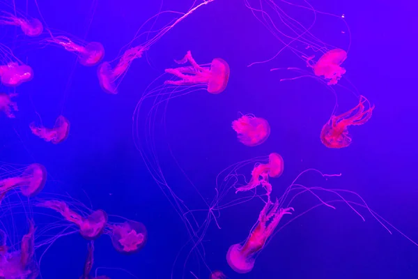 Colorful jellyfish from the depths of the ocean. — Stock Photo, Image