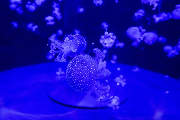 Барвисті медузи з глибин океану . — стокове фото