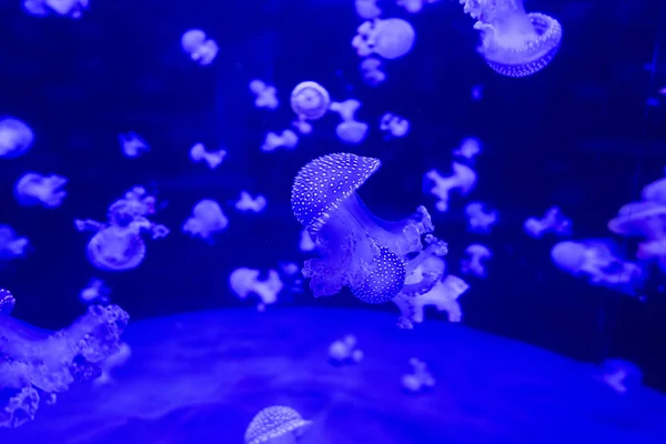 Красочные медузы из глубин океана . — стоковое фото