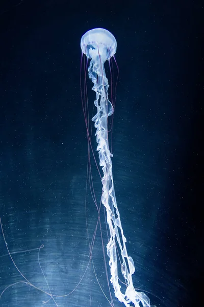 Colorful jellyfish from the depths of the ocean.