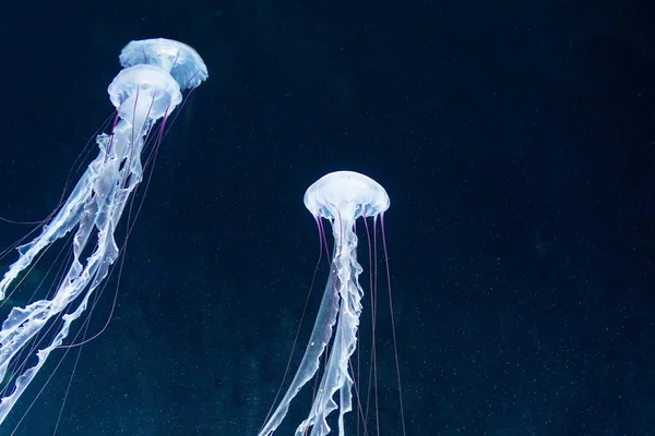 Барвисті медузи з глибин океану . — стокове фото