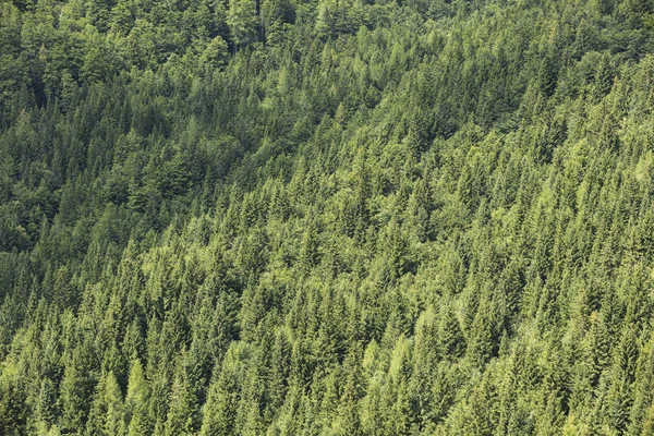 Gesunde Nadelbäume wachsen im Nationalpark. — Stockfoto