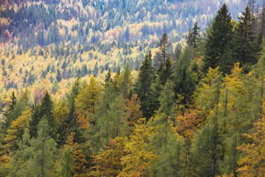 Sihirli orman içinde renkli yapraklı ve iğne yapraklı ağaçlar.