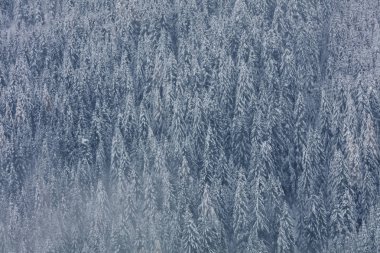 Karla kaplı ağaçlarla kaplı kış arkaplanı.