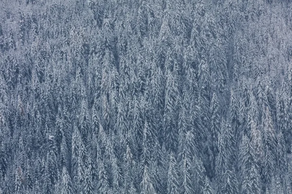 Zimní pozadí se zasněženými stromy. — Stock fotografie